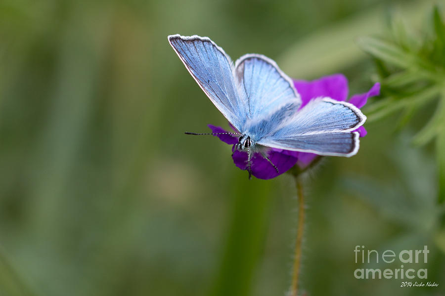 Amandas Blue Butterfly #1 Photograph by Jivko Nakev