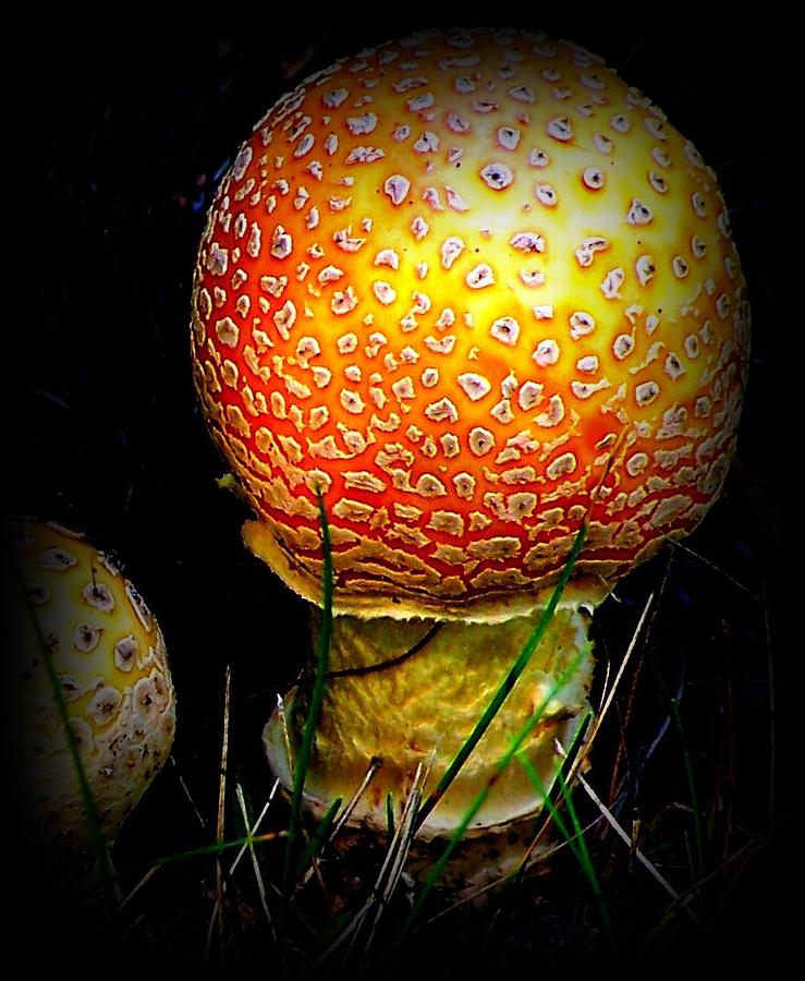 Amanita Muscaria #1 Photograph by Kathleen Luther