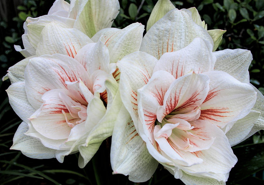 Amaryllis Cluster Photograph by Dave Bosse