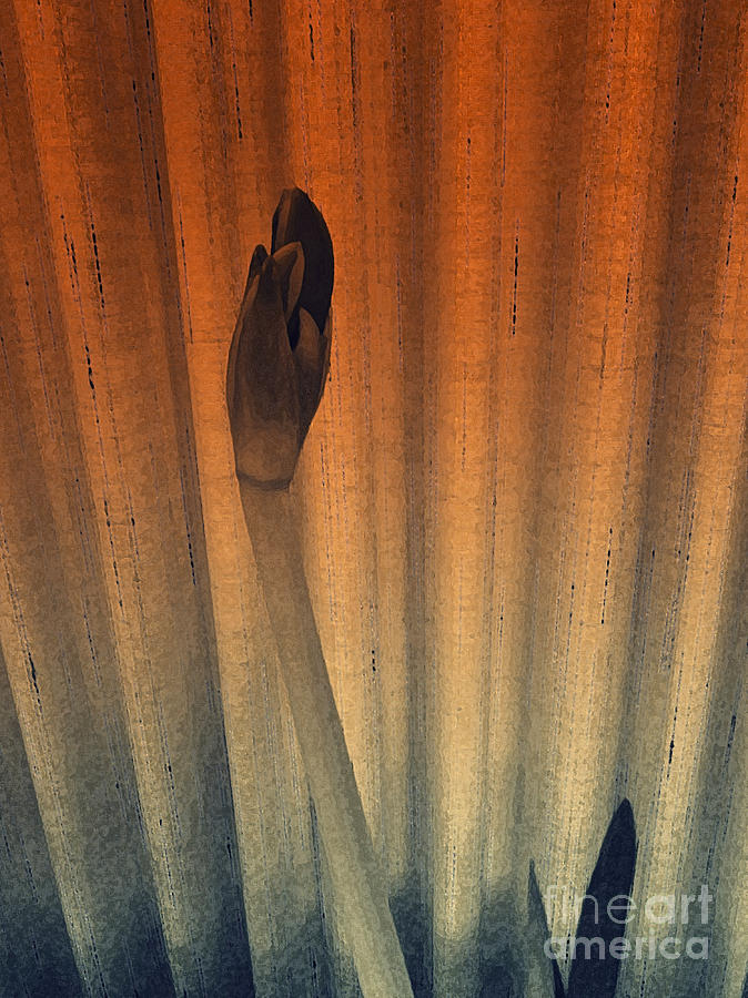 Amaryllis #1 Photograph by Patricia Januszkiewicz