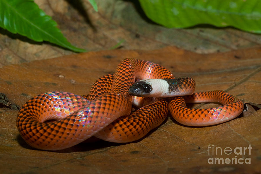 Amazon Egg-eater Snake Drepanoides #1 Photograph by William H. Mullins
