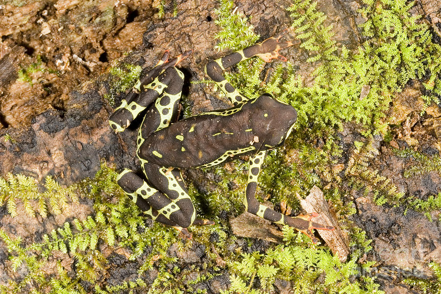 Amazon Harlequin Toad #1 Photograph by Gregory G. Dimijian, M.D.