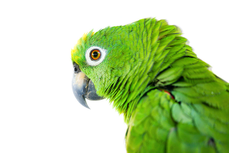 Amazon parrot #1 Photograph by Alexey Stiop