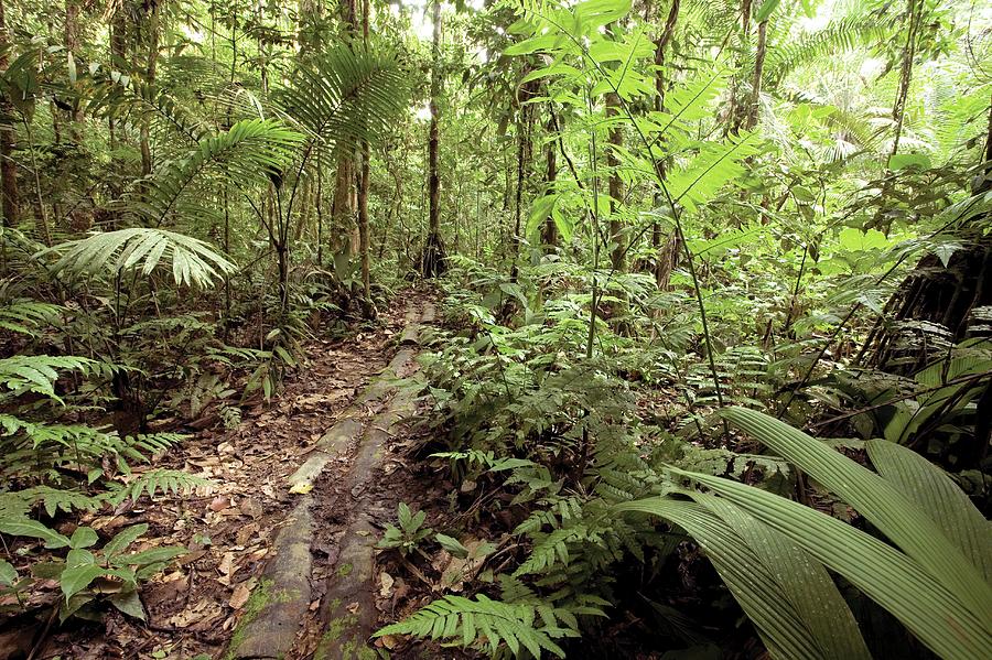 Amazon Rainforest #1 Photograph by Dr Morley Read/science Photo Library