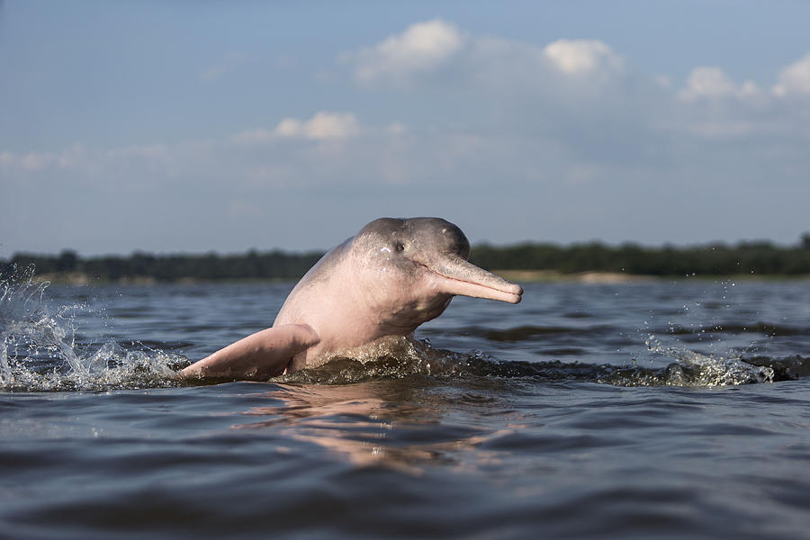 Amazon River Dolphin #1 Photograph by M. Watson