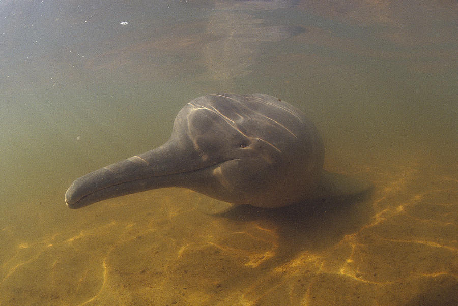 Amazon River Dolphin Portrait Brazil #1 Photograph by Flip Nicklin