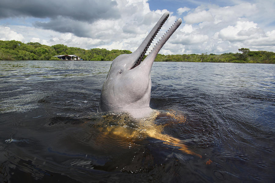 Amazon River Dolphin Spy-hopping Rio #1 Photograph by Hiroya Minakuchi
