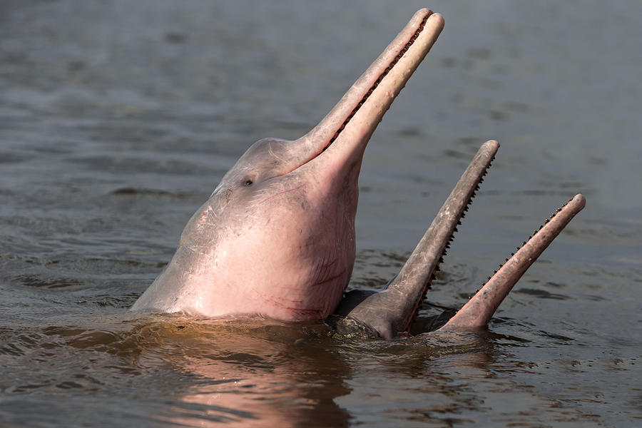 Amazon River Dolphins #1 Photograph by M. Watson