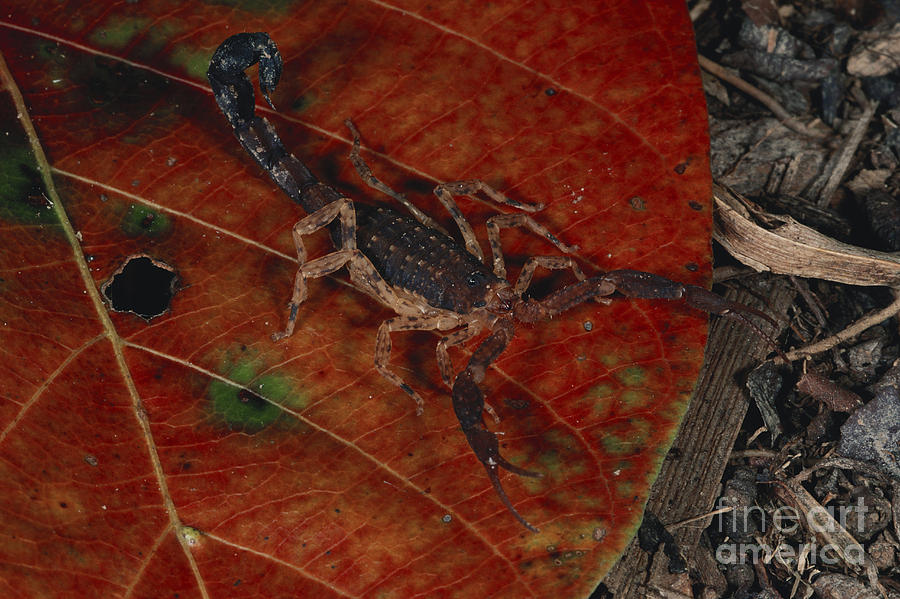 Amazon Scorpion #1 Photograph by Gregory G. Dimijian, M.D.