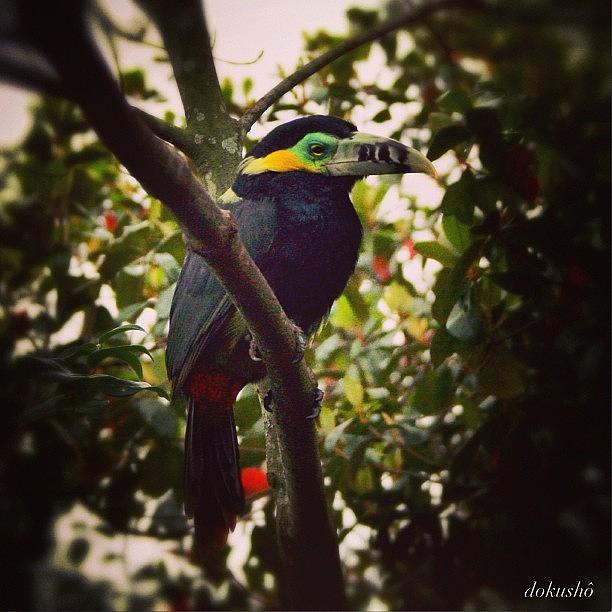 Nature Photograph - Amazonía Brasileira #birds #pajaros #1 by Dokusho Villalba