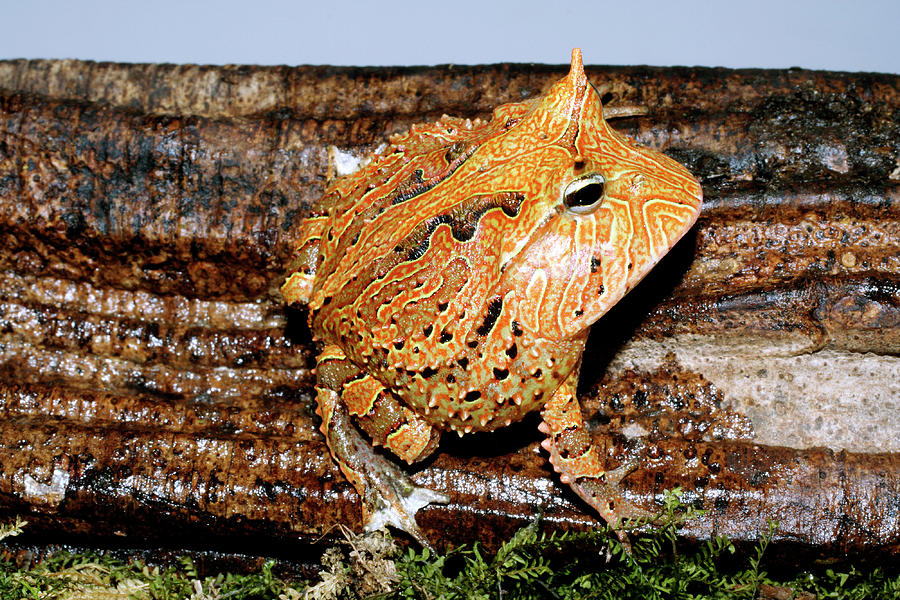 Wildlife Photograph - Amazonian Horned Frog #1 by Dr Morley Read/science Photo Library