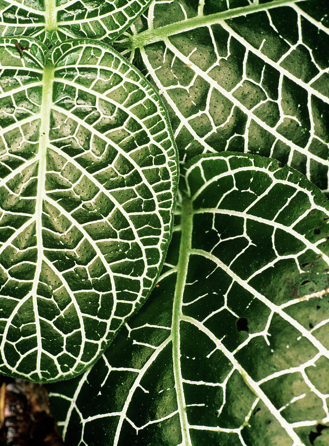 Amazonian Leaves #1 Photograph by Dr Morley Read/science Photo Library