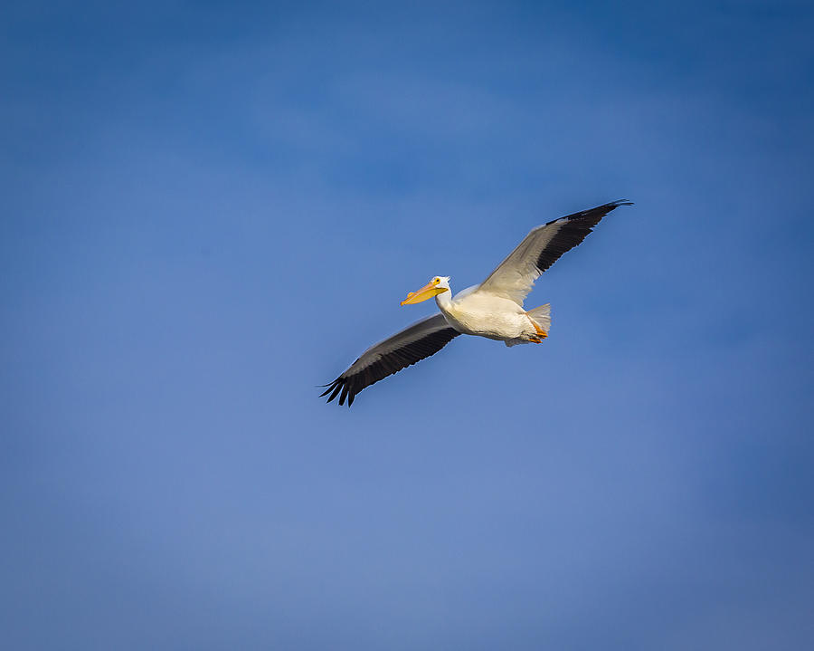 America White Pelican #1 Photograph by Jack R Perry