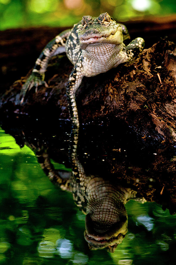 American Alligator Alligator Photograph By David Northcott Fine Art 