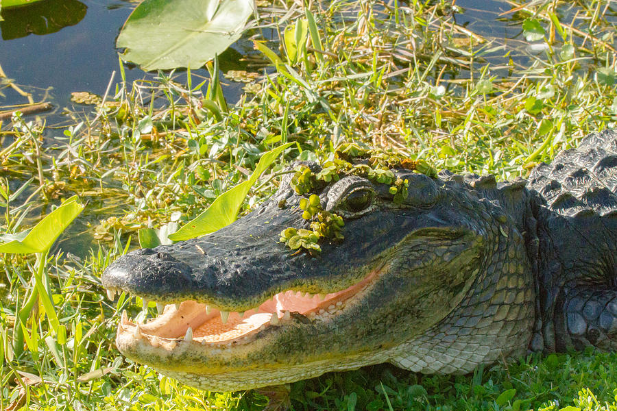 American Alligator Photograph by Doug McPherson