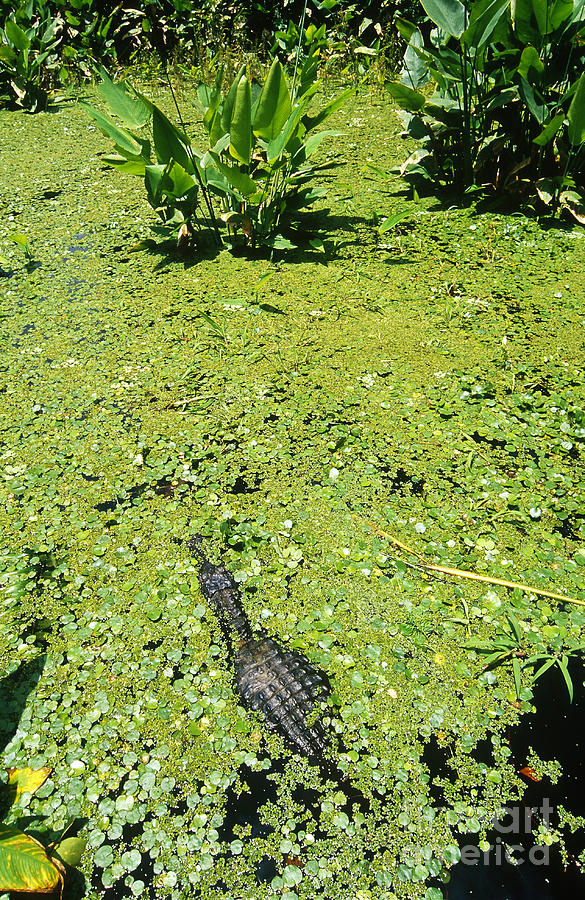 American Alligator #1 Photograph by Gregory G. Dimijian, M.D.