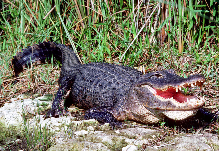 American Alligator #1 Photograph by Millard H. Sharp