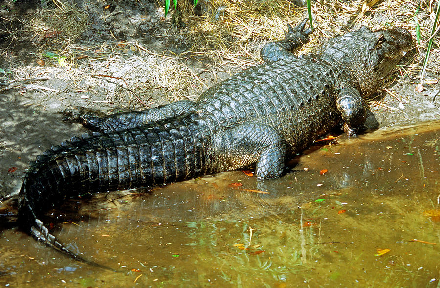 American Alligator Sunning #1 Photograph by Millard H. Sharp
