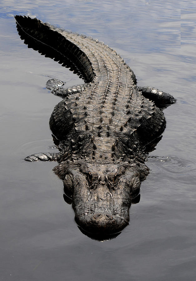 American Alligator #1 Photograph by Theodore Clutter