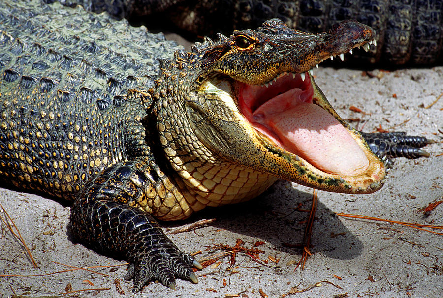 American Alligator Threat Display Photograph By Millard H Sharp