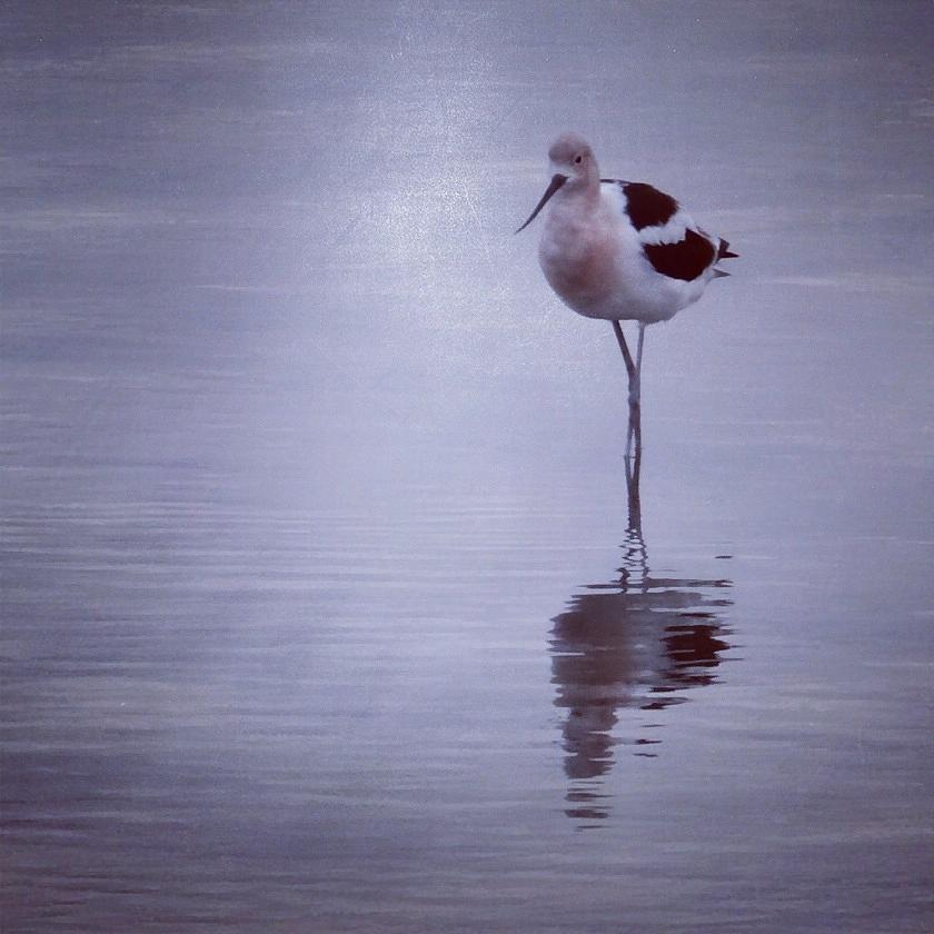 American Avocet #1 Photograph by Anne Thurston