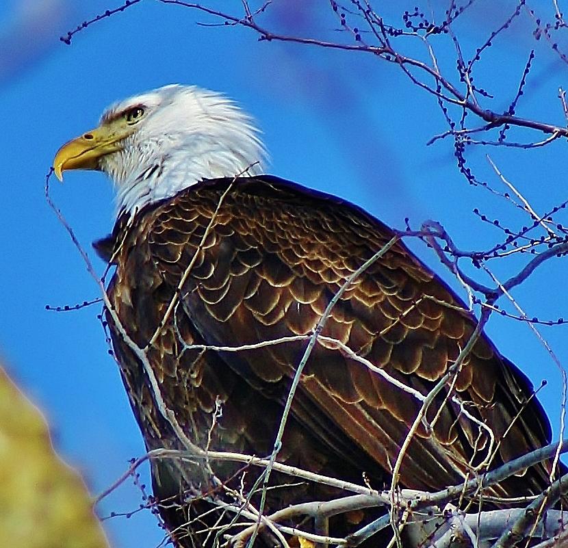 American Bald Eagle #1 Photograph by Bruce Bley