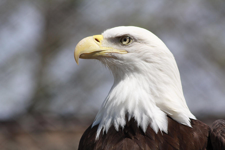 American bald eagle close up Photograph by Heidi Brandt - Fine Art America