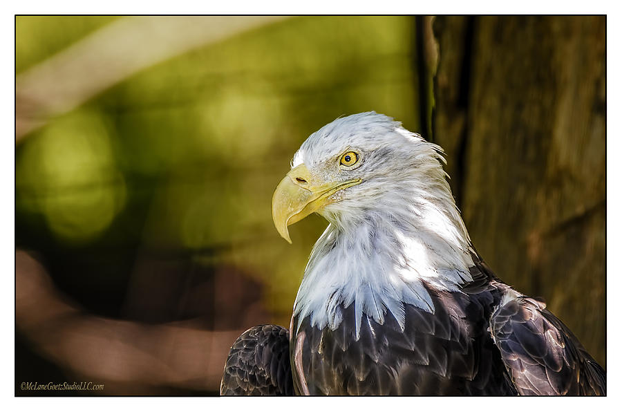 Eagle Photograph - American Bald Eagle #1 by LeeAnn McLaneGoetz McLaneGoetzStudioLLCcom