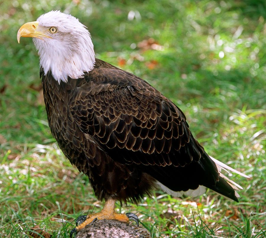 American Bald Eagle #1 Photograph by Millard H. Sharp