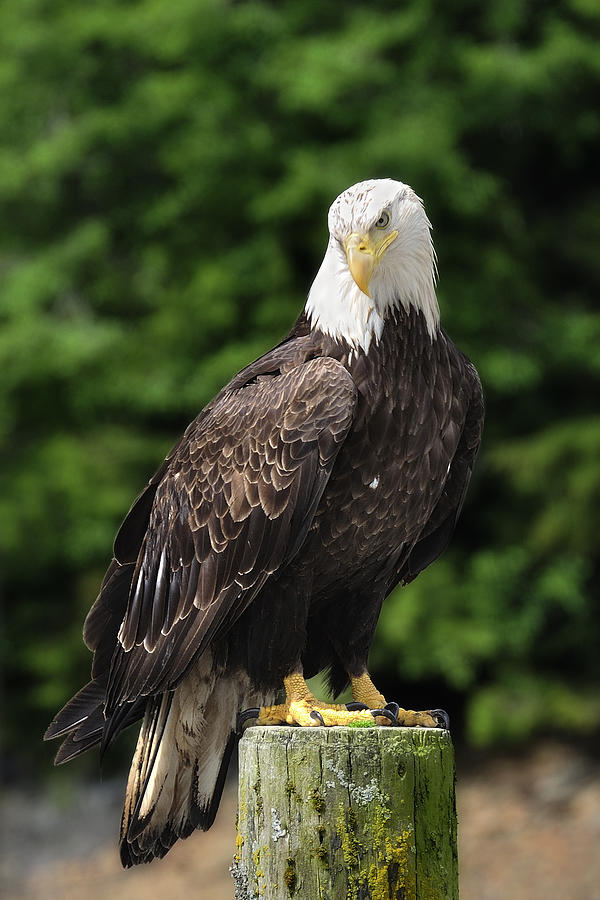 American Bald Eagle #2 Photograph by Walt Sterneman