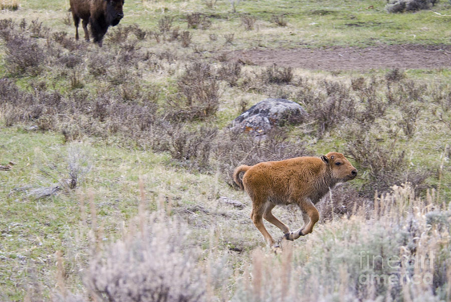American Bison Calf Running #1 Photograph by William H. Mullins
