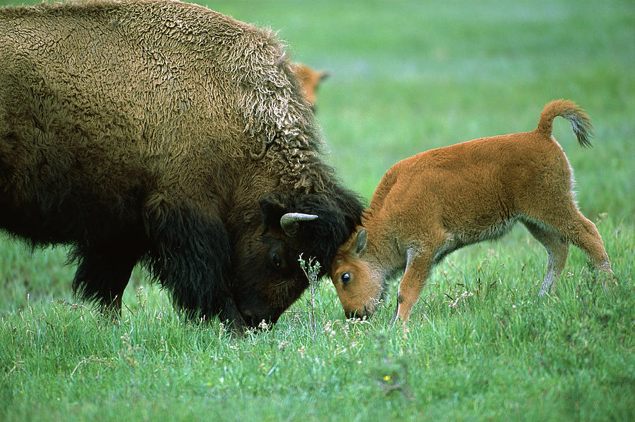 American Bison Cow And Calf #2 Photograph by Suzi Eszterhas