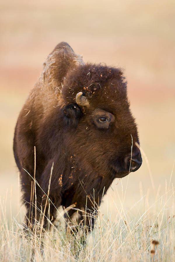 American Bison Cow #1 Photograph by Craig K. Lorenz