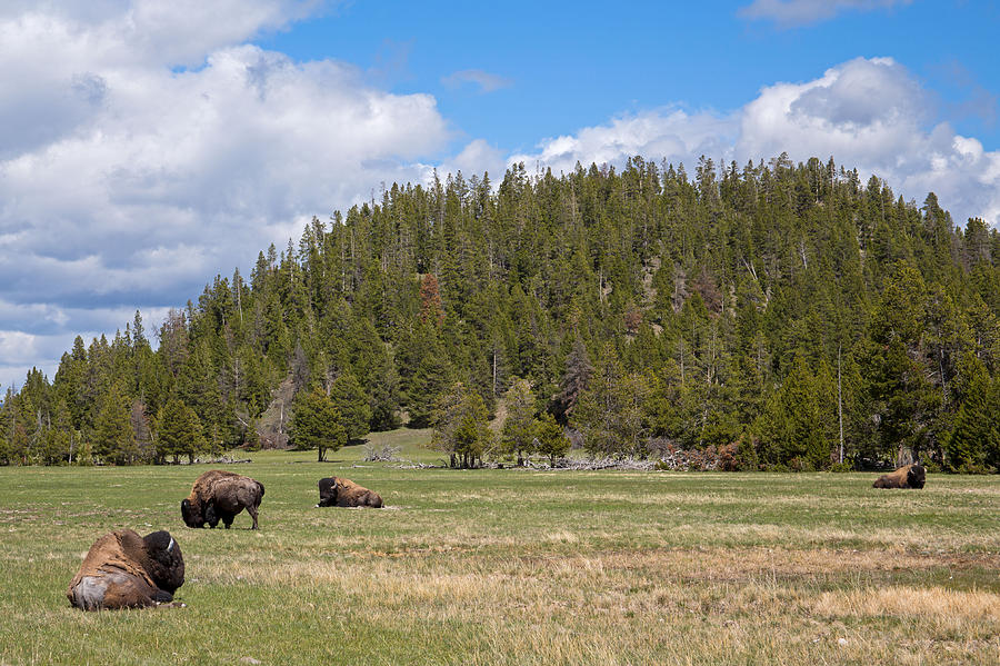 American Bison in Yellowstone #1 Photograph by Natural Focal Point Photography