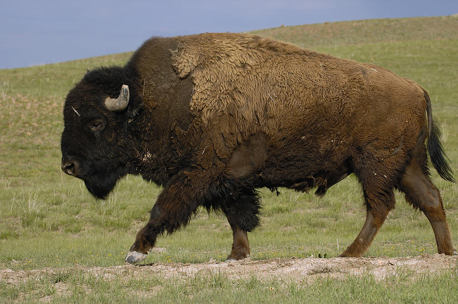 American Bison Male Wyoming Photograph by Pete Oxford American Bison Male Wyoming Photograph by Pete Oxford