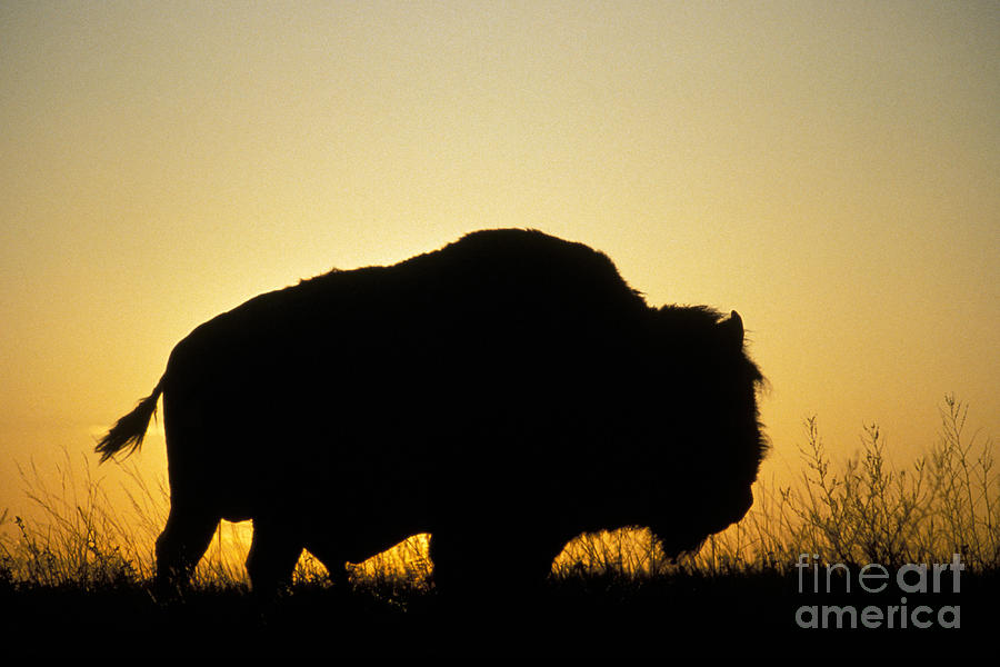 American Bison #1 Photograph by Mark Newman