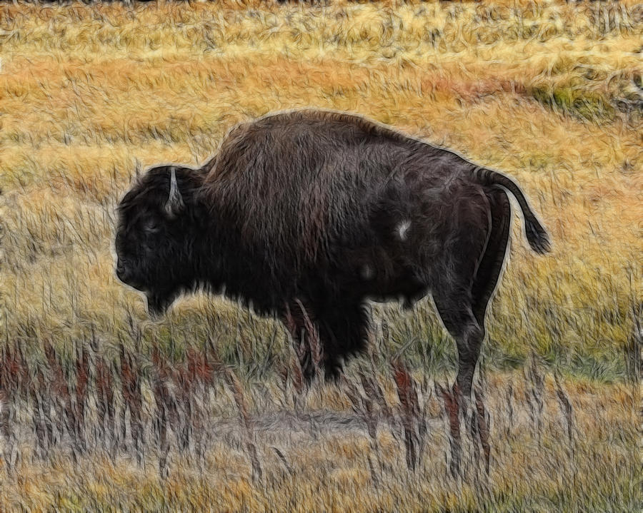 American Bison Photograph by Steve McKinzie
