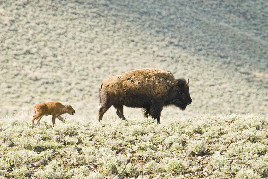 American Bison With Calf #1 Photograph by William H. Mullins