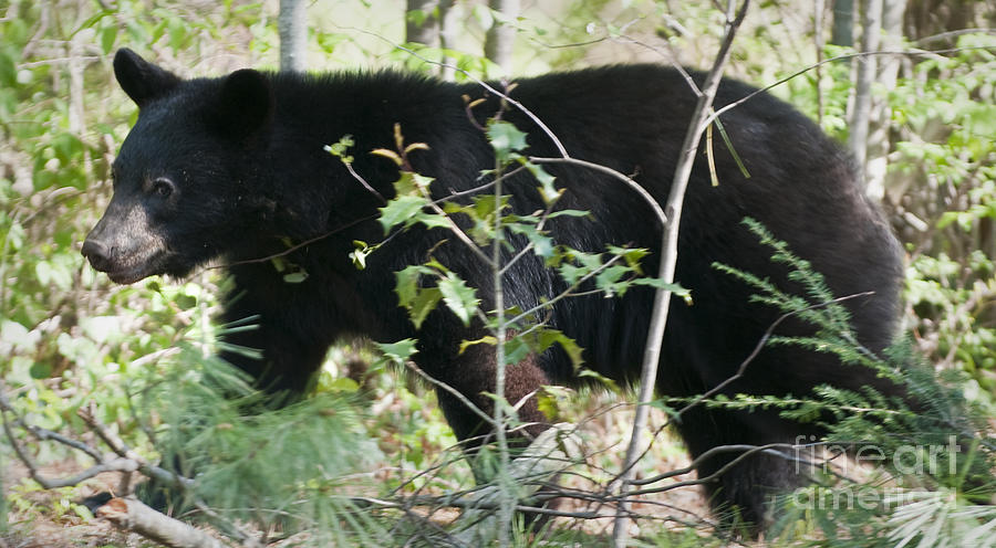American Black Bear in North Carolina #1 Photograph by David Oppenheimer
