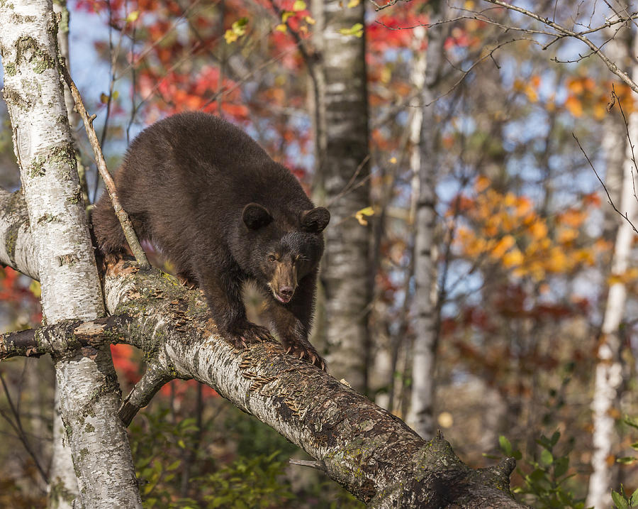American Black Bear #1 Photograph by Linda Arndt