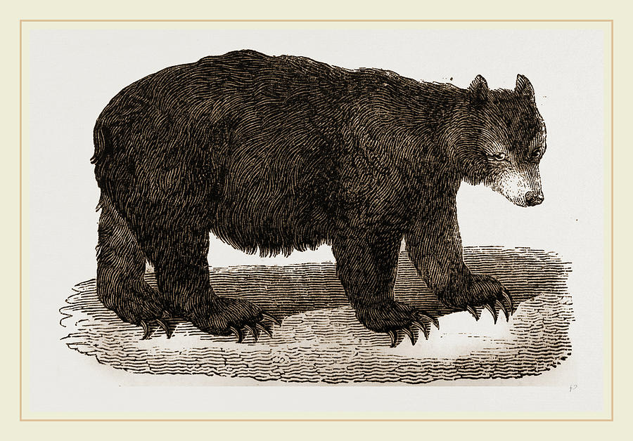 American Black Bear Drawing by Litz Collection