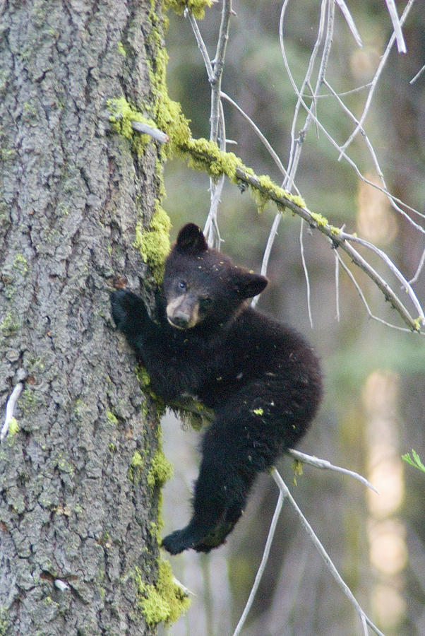 American Black Bear Ursus Americanus Photograph by Rich Reid