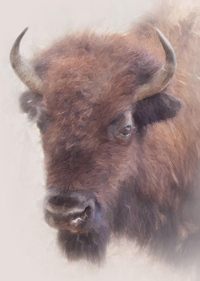 American Buffalo #2 Photograph by David and Carol Kelly