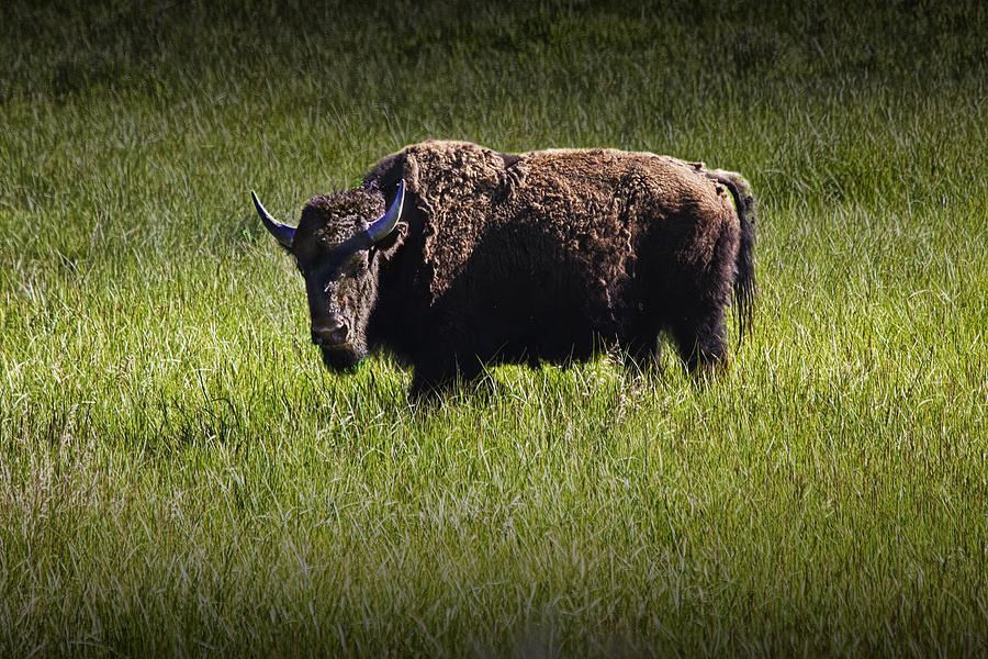American Buffalo Or Bison In Yellowstone Photograph