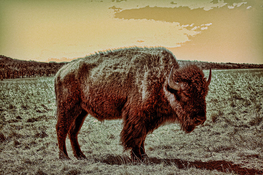 American Buffalo  Digital Art by Tony Grider