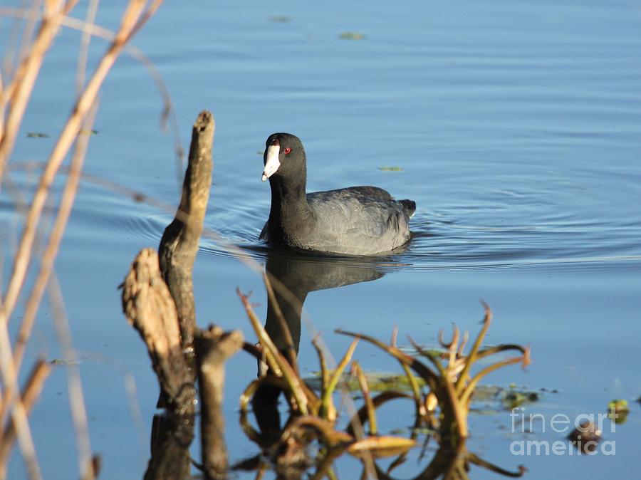 American Coot #1 Photograph by Jack R Brock