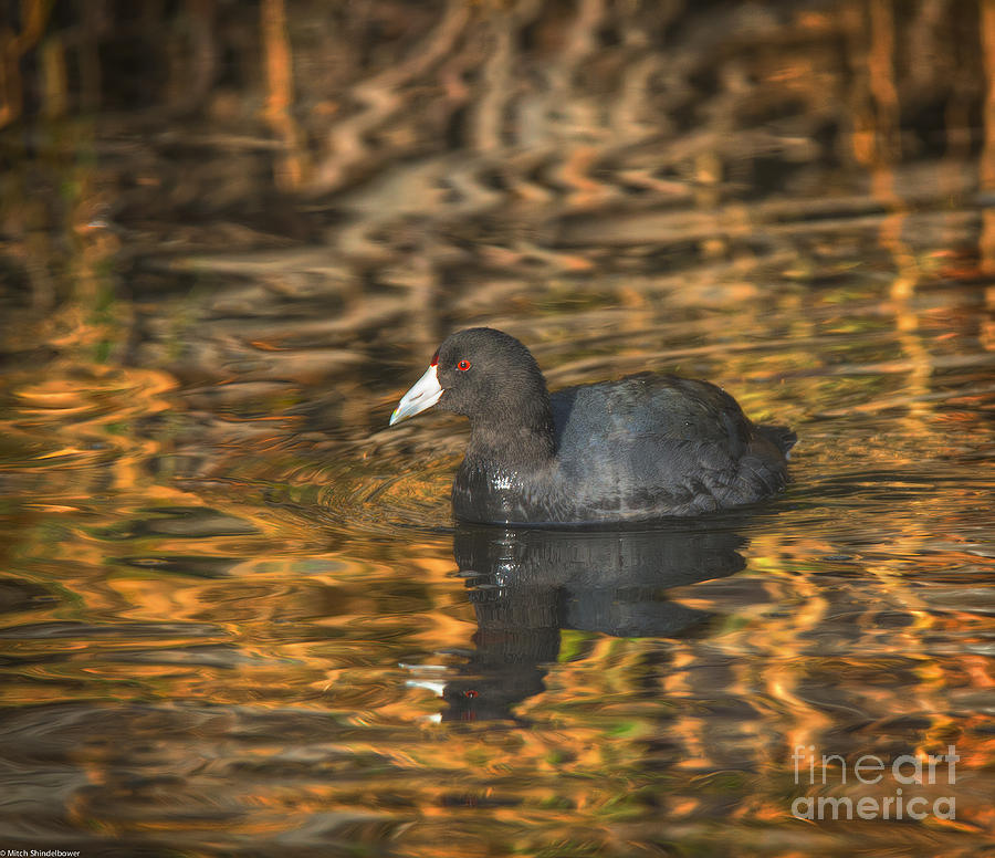 American Coot #1 Photograph by Mitch Shindelbower