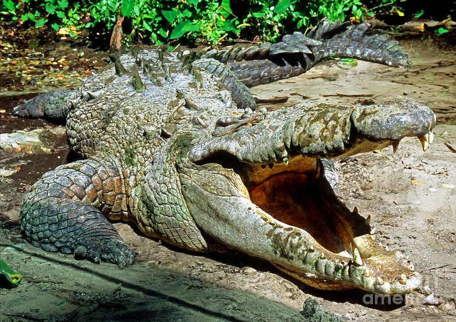 American Crocodile #1 Photograph by Millard H. Sharp