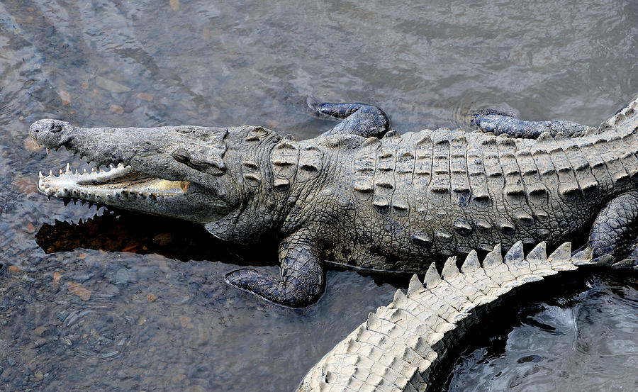 American Crocodiles Photograph by Theodore Clutter - Fine Art America