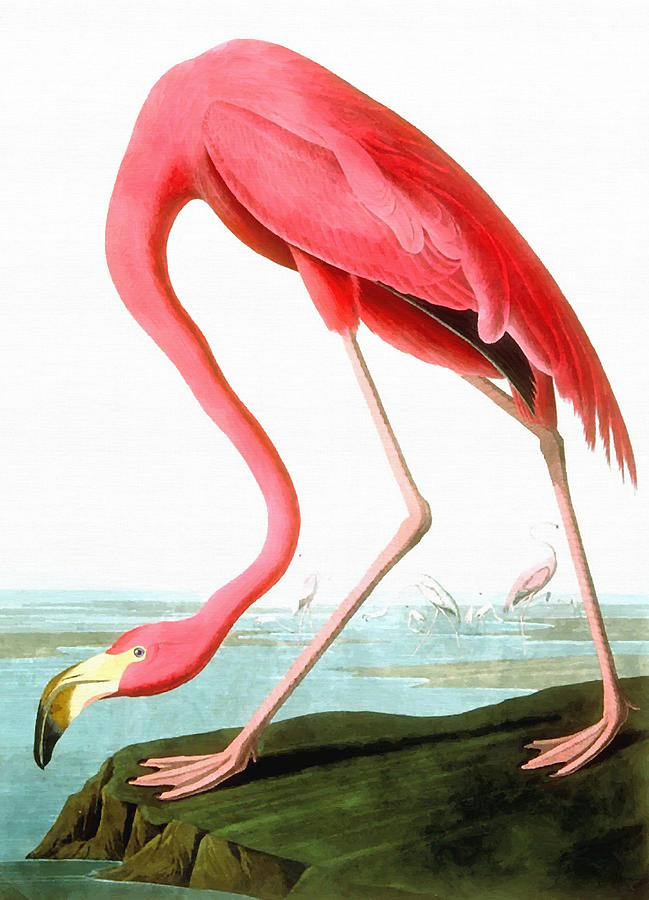 American Flamingo Painting by John James Audubon